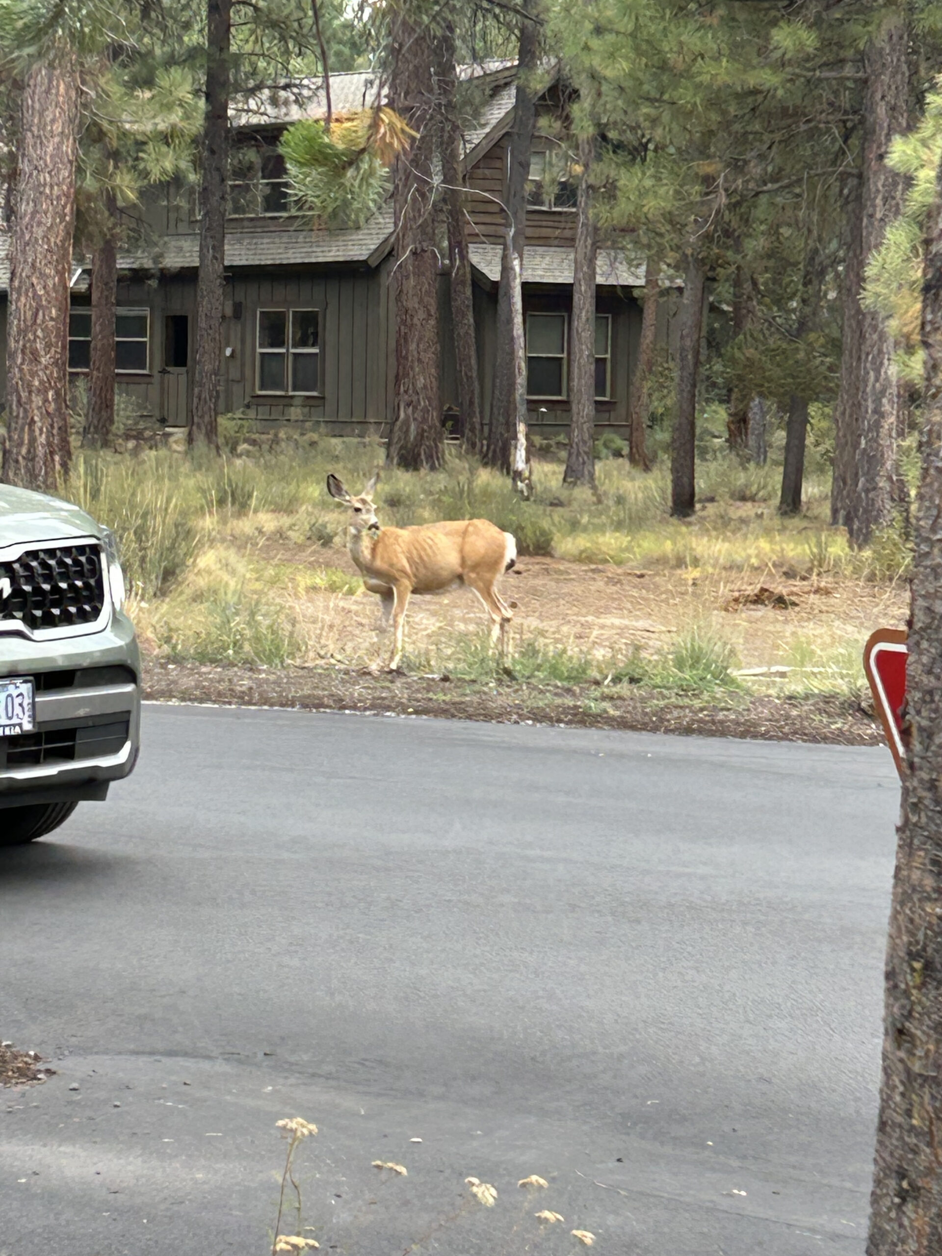 Deer